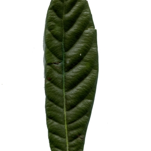Photographie n°287010 du taxon Eriobotrya japonica (Thunb.) Lindl. [1821]