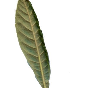 Photographie n°287011 du taxon Eriobotrya japonica (Thunb.) Lindl. [1821]