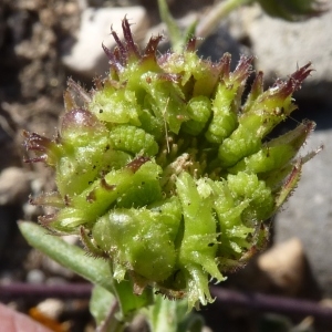 Photographie n°287046 du taxon Calendula arvensis L. [1763]