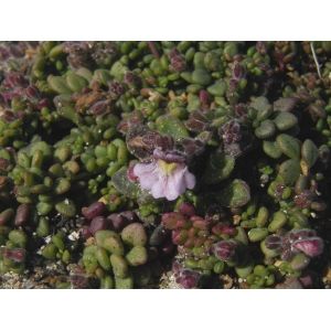 Chaenorhinum origanifolium subsp. crassifolium (Cav.) Rivas Goday & Borja