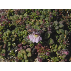 Antirrhinum crassifolium Cav.