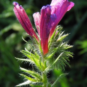 Photographie n°287077 du taxon Echium sabulicola Pomel [1874]