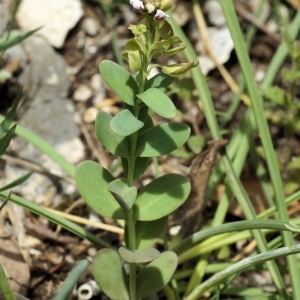 Photographie n°287090 du taxon Aethionema saxatile subsp. ovalifolium (DC.) Nyman