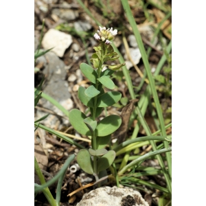 Aethionema saxatile subsp. ovalifolium (DC.) Nyman (Aéthionéma à feuilles ovales)