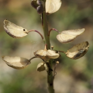 Photographie n°287092 du taxon Aethionema saxatile subsp. ovalifolium (DC.) Nyman