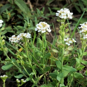 Photographie n°287093 du taxon Aethionema saxatile subsp. ovalifolium (DC.) Nyman