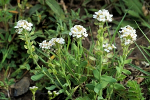 liliane Pessotto, le  8 juin 2014 (Verdun (Quié))