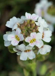 liliane Pessotto, le  8 juin 2014 (Verdun (Quié))
