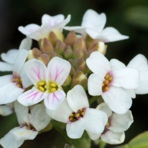  - Aethionema saxatile subsp. ovalifolium (DC.) Nyman