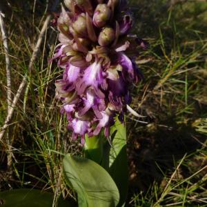 Photographie n°287157 du taxon Himantoglossum robertianum (Loisel.) P.Delforge [1999]