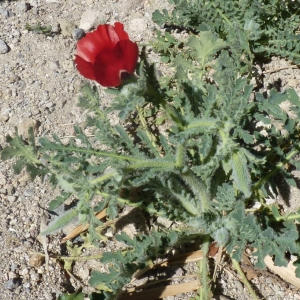 Photographie n°287175 du taxon Glaucium corniculatum var. corniculatum