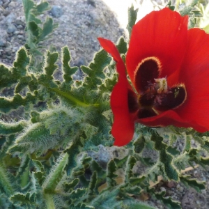 Photographie n°287178 du taxon Glaucium corniculatum var. corniculatum