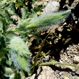 Photographie n°287179 du taxon Glaucium corniculatum var. corniculatum