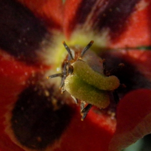 Photographie n°287181 du taxon Glaucium corniculatum var. corniculatum