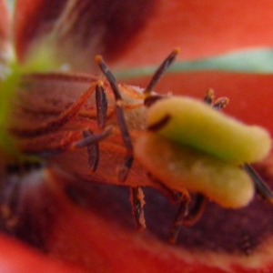  - Glaucium corniculatum var. corniculatum