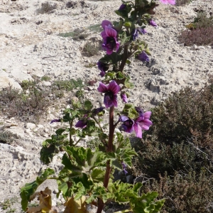 Photographie n°287192 du taxon Malva arborea (L.) Webb & Berthel. [1837]