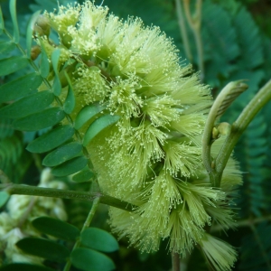 Photographie n°287221 du taxon Paraserianthes lophantha (Willd.) I.C.Nielsen [1983]