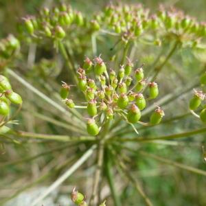 Photographie n°287238 du taxon Peucedanum oreoselinum (L.) Moench [1794]