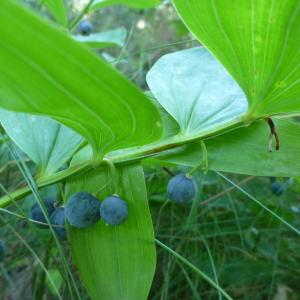 Photographie n°287245 du taxon Polygonatum odoratum (Mill.) Druce [1906]