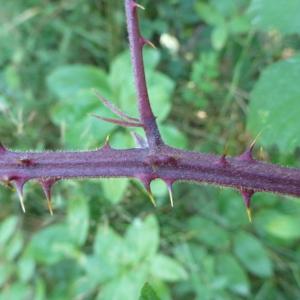 Photographie n°287247 du taxon Rubus echinatus Lindl. [1829]