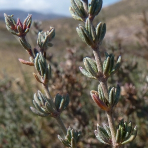 Photographie n°287287 du taxon Frankenia corymbosa Desf. [1798]