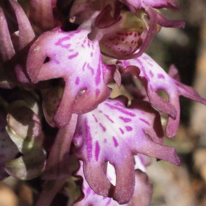 Photographie n°287303 du taxon Himantoglossum robertianum (Loisel.) P.Delforge [1999]