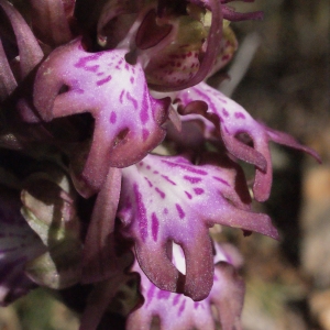 Photographie n°287306 du taxon Himantoglossum robertianum (Loisel.) P.Delforge [1999]