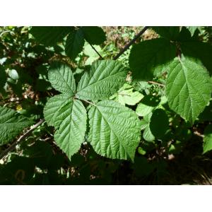 Rubus mougeotii Bill. ex F.W.Schultz