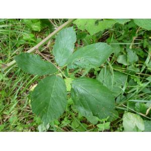 Rubus flaccidus P.J.Mull.