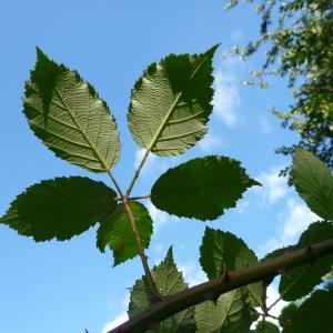 Photographie n°287431 du taxon Rubus praecox Bertol. [1842]