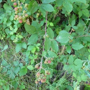 Photographie n°287434 du taxon Rubus praecox Bertol. [1842]