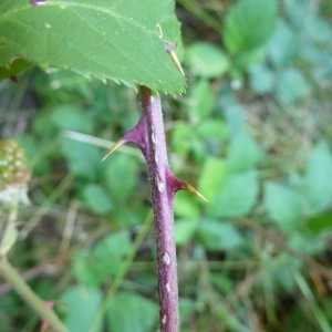 Photographie n°287435 du taxon Rubus praecox Bertol. [1842]