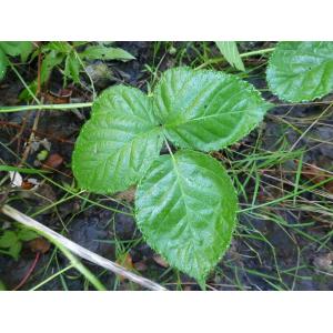 Rubus rotundifoliatus Sudre