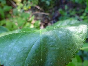 David Mercier, le 21 août 2013 (Rhénanie-Palatinat (S Steinfeld, Bienwald au bord de L545, Kapuzinerweg et lisière au nord))