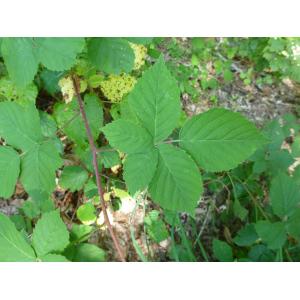 Rubus cuspidatus P.J.Müll.