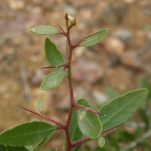  - Maytenus senegalensis subsp. europaea (Boiss.) G
