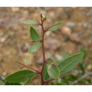 Gymnosporia senegalensis var. europaea (Boiss.) Maire