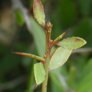  - Maytenus senegalensis subsp. europaea (Boiss.) G
