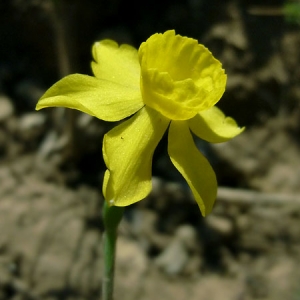 Photographie n°287852 du taxon Narcissus jonquilla L. [1753]