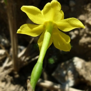 Photographie n°287853 du taxon Narcissus jonquilla L. [1753]