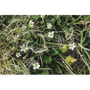 Minuartia rupestris (Scop.) Schinz & Thell. subsp. rupestris (Minuartie des rochers)