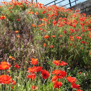 Photographie n°287924 du taxon Papaver rhoeas L. [1753]