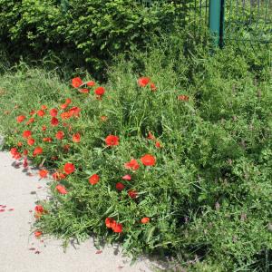 Photographie n°287986 du taxon Papaver rhoeas L. [1753]