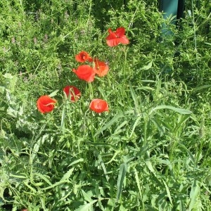 Photographie n°287987 du taxon Papaver rhoeas L. [1753]