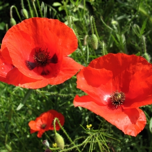 Photographie n°287989 du taxon Papaver rhoeas L. [1753]