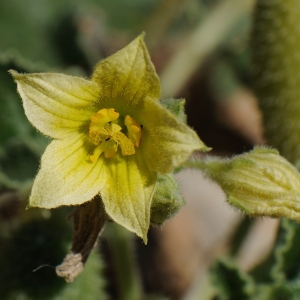 Ecballium elaterium (L.) A.Rich. var. elaterium (Concombre d'âne)