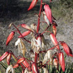 Photographie n°288036 du taxon Yucca filamentosa L. [1753]
