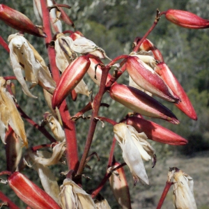 Photographie n°288038 du taxon Yucca filamentosa L. [1753]