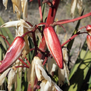 Photographie n°288039 du taxon Yucca filamentosa L. [1753]