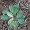  Liliane Roubaudi - Taraxacum obovatum (Waldst. & Kit. ex Willd.) DC. [1809]